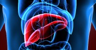 New AI Might Boost Liver Donations By Highlighting Best Potential Donors