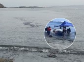 VIDEO. Operativo extremo en Antofagasta: ballena de 15 metros queda varada y desata emergencia regional