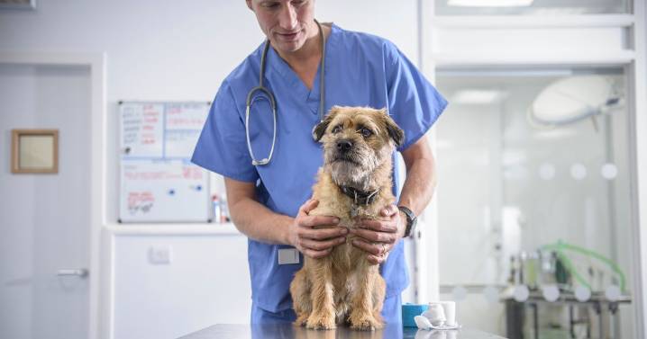 Dog owners issued urgent warning as dangerous illness peaks in November