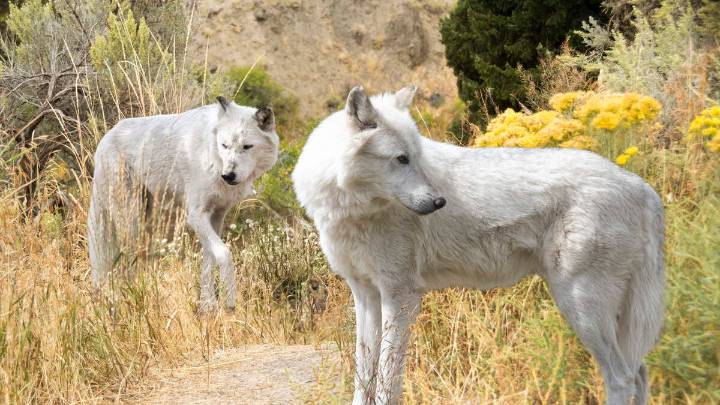Man Seen On Video Approaching Wolves At Yellowstone Cited By Park Rangers
