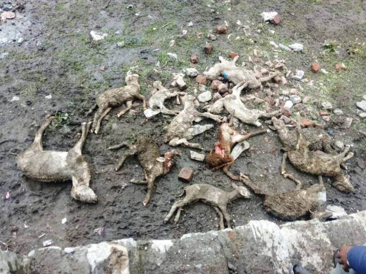 Lightning Strike Kills Nearly 40 Livestock in Jammu Kashmir Village