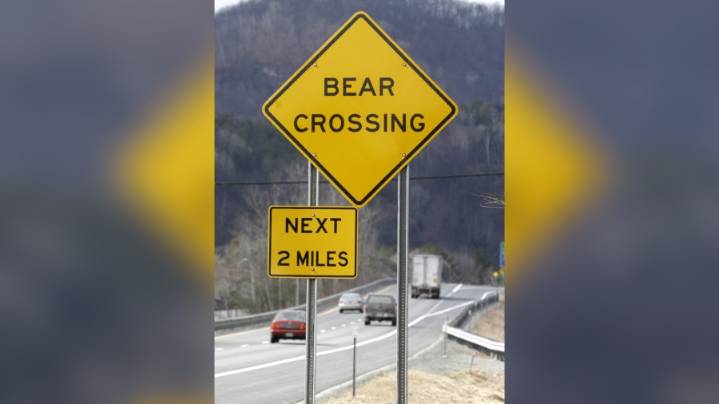 Elderly couple attacked by bear inside home near California