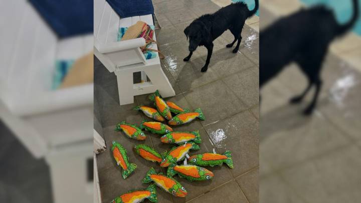 Washington, D.C. Labrador Lands The Best Job Ever And Lives For Every Shift