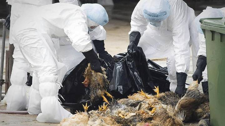 Extremadura respalda las medidas del ministerio para frenar la gripe aviar ante el aumento de casos en Europa y España