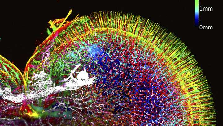 Proyecto chileno busca democratizar uso de microscopía avanzada y transformar al país en polo científico regional