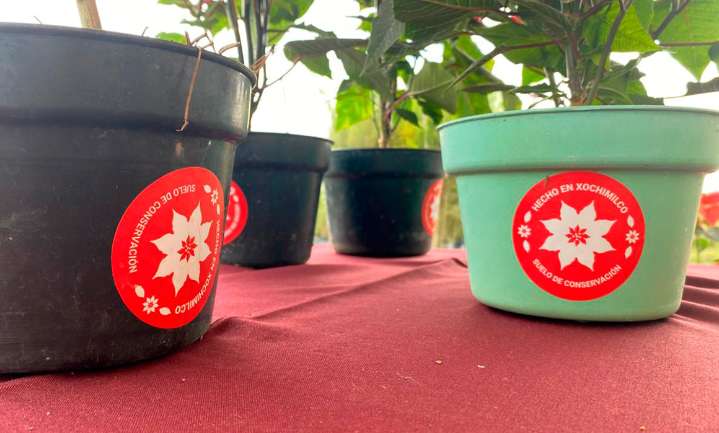 Garantiza Brugada apoyo con sello a producción local de nochebuenas