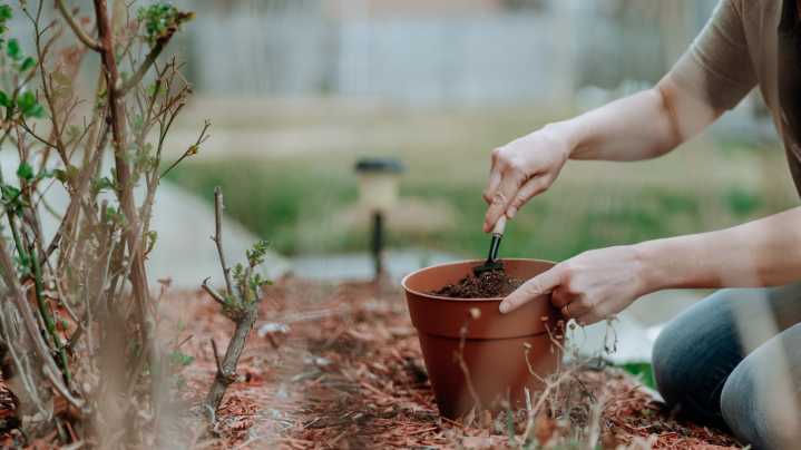 The Common Soil Addition You May Want To Consider Using To Increase Acidity