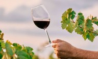Asombro por el vino argentino del año que sale menos de $50.000