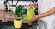 Rincones verdes: cómo decorar la cocina con plantas aromáticas y mantenerlas siempre sanas