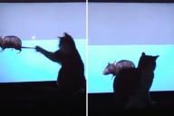 Laser-Focused Cat Trying to Catch Rats on TV Wins Pet of the Week