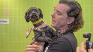 Bush singer Gavin Rossdale snuggles with adoptable pets at East Valley Animal Shelter