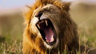 Lions Have Two Distinct Roars, And One Could Aid in Their Survival