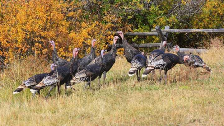 Wyoming Can Expect A Mild Thanksgiving Ahead Of Weekend Freeze, 'Definite' Snow