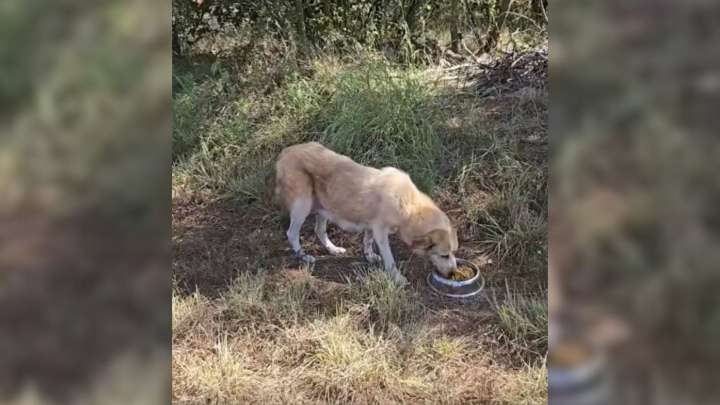 Texas Man Follows Stray Dog Down A Dirt Road And Realizes She’s Not Alone