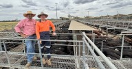 Dubbo livestock market experiences record cattle numbers