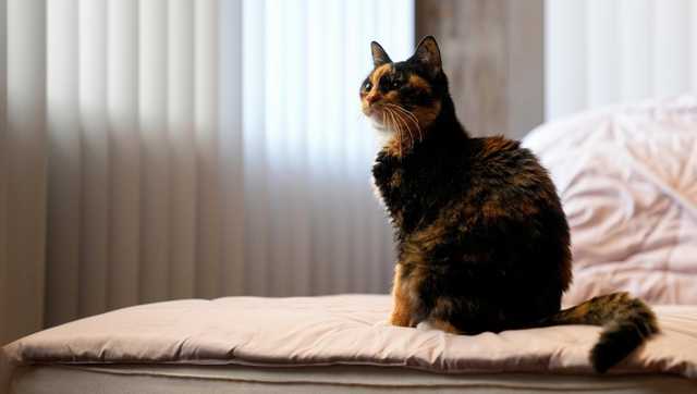 Data shows that pet owners are increasingly buying food that resembles their own diets as part of the trend toward treating pets as family