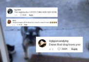 Oregon Dog’s Daily Journey To Visit His Former Owner Melts Hearts Everywhere