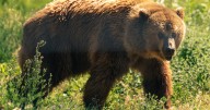 Grizzly attacks schoolchildren and teachers on a walking trail in Canada, injuring 11