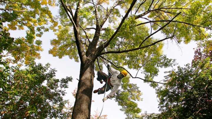 100-year old Ash trees to be cut down in Logan
