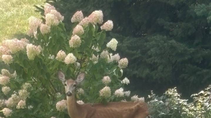 CWD, bovine TB found in Michigan. What hunters should know before opening day