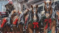 Ohio's largest horse-drawn carriage parade happening next month