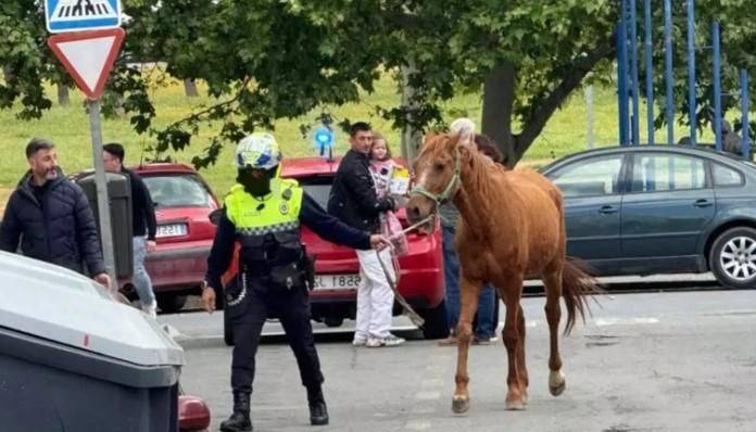 El Ayuntamiento de Huelva ampliará su ordenanza animal para incluir la recogida de caballos sueltos