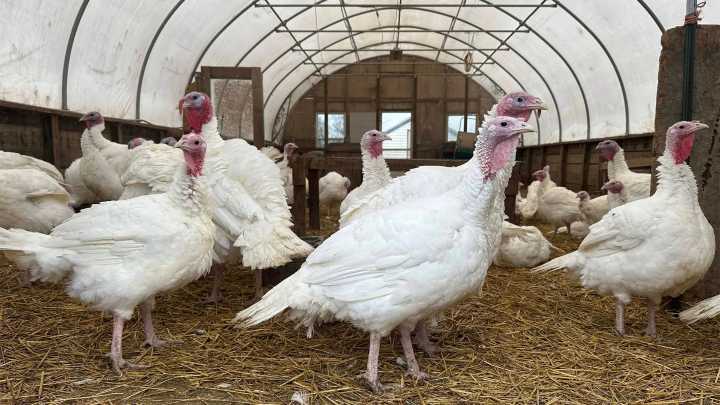 Wholesale turkey prices are jumping 44% this year. Here’s why
