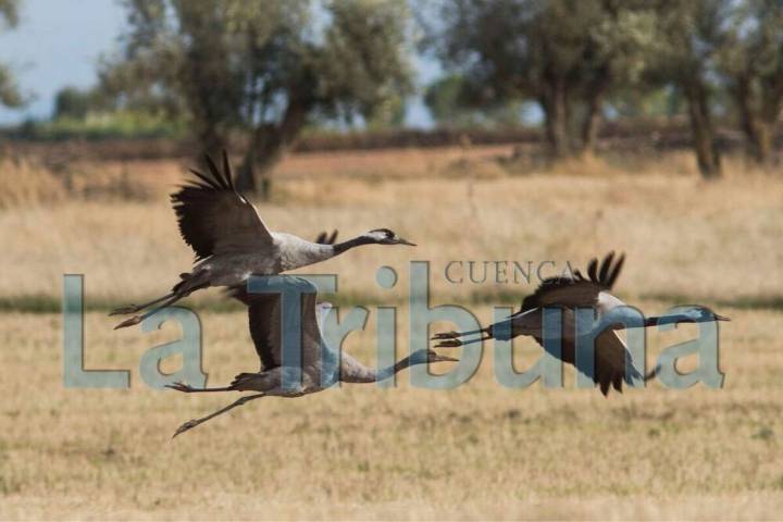 Detectan casos de gripe aviar en aves silvestres en humedales