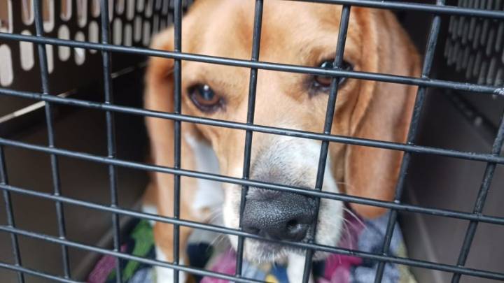 Hoover Animal Control temporarily not accepting dogs due to being at full capacity