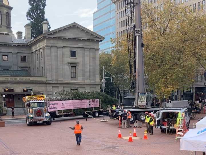 Portland holiday tree 2025: 75-foot Douglas fir arrives at Pioneer Square