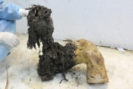 Scientists pull ancient RNA from a woolly mammoth's body