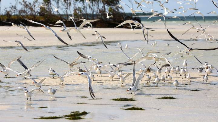 Are seagulls stealing your food at the beach? Try shouting at them