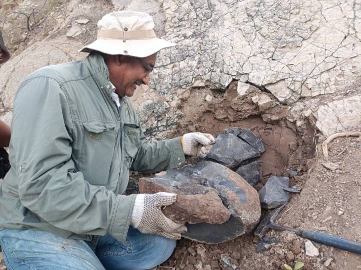 Hallan restos fósiles de ictiosaurio en el estado Táchira