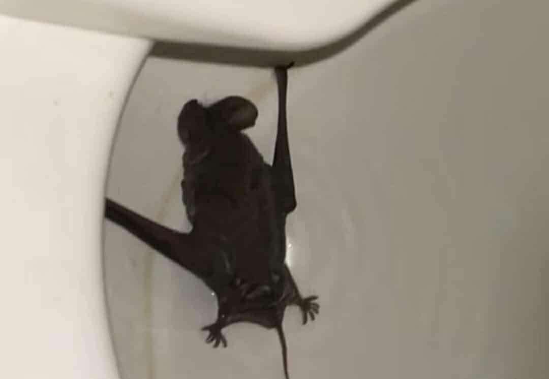 Causa asombro el hallazgo de un murciélago en baños de la UACJ