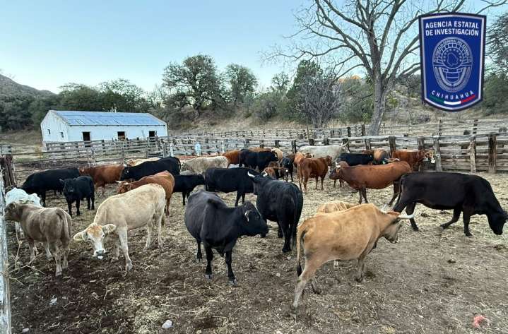 Recupera Fiscalía Noroeste 37 cabezas de ganado robadas en Janos
