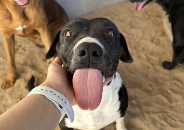 Rifan bicicleta eléctrica para apoyar a 250 perritos de la APAC