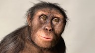 El descubrimiento que desmontaría la teoría del primer australopithecus: "Una nueva especie desconocida hasta ahora"