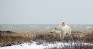 Polar bears v spirit bears: which wild encounter is for you?