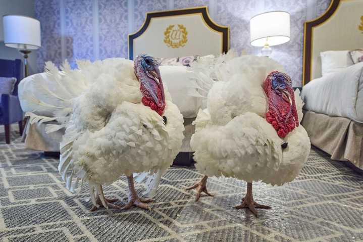 In latest dishing out of pardons, Trump set to keep Gobble and Waddle off the menu