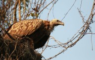 Vultures disappear from 72% of historical nesting sites, WII assessment reveals