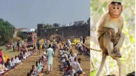 4,000 villagers attend monkey’s funeral fest in Madhya Pradesh