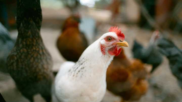 Agricultura confina todas las explotaciones de aves corral al aire libre por la gripe aviar