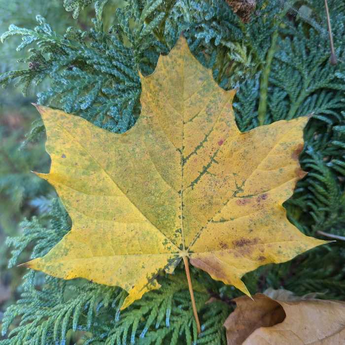Gutters Innately Accumulate Falling Leaves