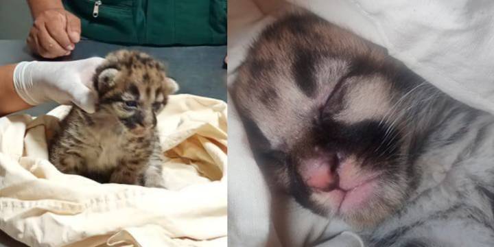 Cría de puma fue hallada en una madriguera en fundo agrícola de Sullana: pequeña hembra recibe atención y cuidados del Serfor