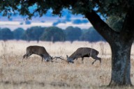 Cabañeros cumple 30 años, el parque nacional que Castilla-La Mancha salvó de convertirse en zona de entrenamiento militar