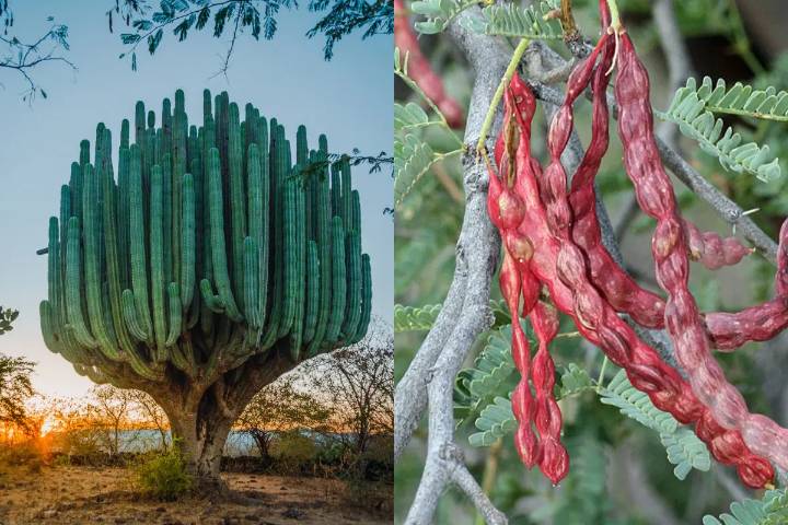 Los árboles nativos de Baja California Sur que sí puedes plantar en casa y cómo ...