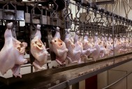 Gremio de la Alimentación logra aumento del 7,2% para el sector avícola