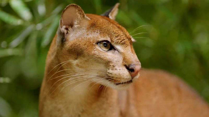 Africa’s ‘cryptic’ golden cat is so rare, no one knows how many there are. AI is changing that