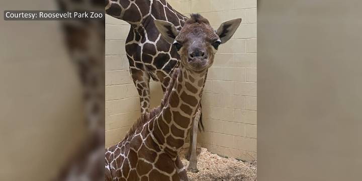Roosevelt Park Zoo welcomes birth of baby giraffe