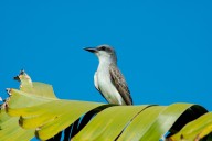 Rare Caribbean bird spotted in Lancaster County for first time